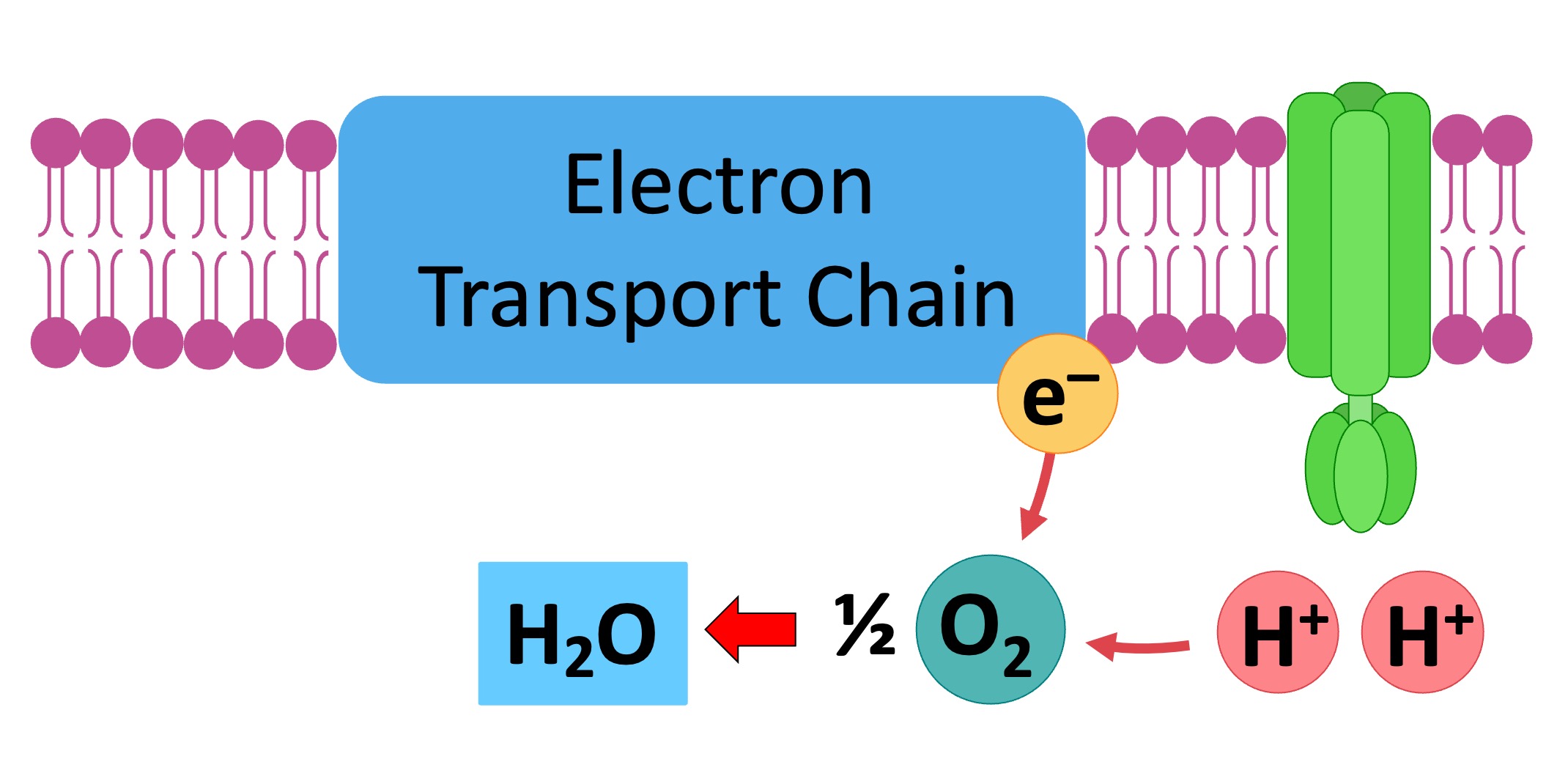Does The Electron Transport Chain Require Oxygen Electron Transport Chain